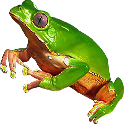 Giant Monkey Frog